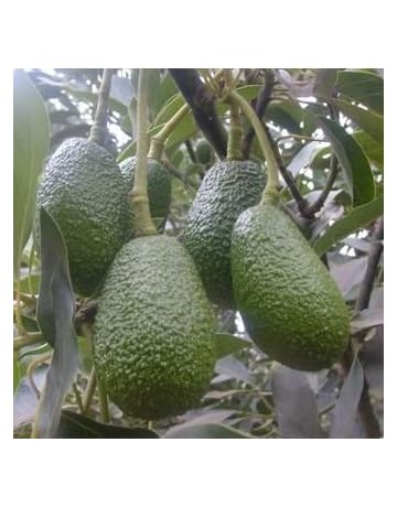 Frutales | Amazon.es