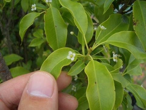 Amazon 実のなるソヨゴ 雌株 単幹 ポット苗 庭木 常緑樹 シンボルツリー 植木