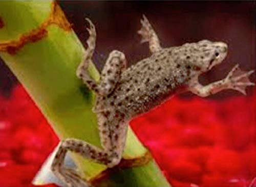 Polar Bear's Pet Shop Live African Dwarf Aquatic Frogs