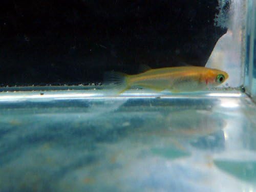 Amazon ヒメダカ10匹プラスおまけ5匹 計15匹 万一の場合の保証有 生体 名生園 こだわりの生体をお届けします 名生園 観賞魚 水中生物 通販