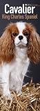 Image de Cavalier King Charles Spaniel Slim Calendar 2016