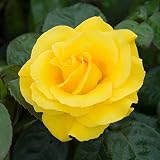 Willows Living Gifts Golden Wedding Rose 50th Anniversary Gift Wrapped 3L Pot view 2