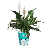 Costa Farms Peace Lily Live Plant, Live Indoor