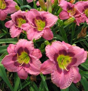FERNSFLY IMP. Daylily | Hemerocallis | Daylilies | Day Lily Excellent Quality Flower Bulbs Aromatic Flower Plant Home Outdoor Gardening Plants Flowering Bulbs (Pack Of 5 Always Afternoon)