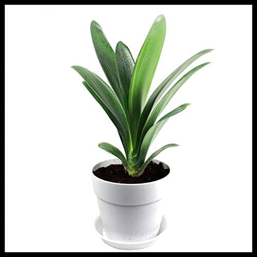 Purificacion Del Aire De La Planta En Maceta De Bonsai Clivia Flor De Jardineria De Interior Boutique La Flor Planta 50 Particulas Bolsa Amazon Es Jardin