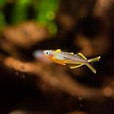 Swimming Creatures School of 6 Forktail Rainbowfish