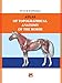 ATLAS OF TOPOGRAPHICAL ANATOMY OF THE HORSE (Atlas of Topographical Anatomy of Domestic Animals Book 2)