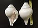Genuine Vamavarti Shankh / Conch Shell Horn (White, 6