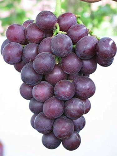 Amazon Sooggi 粒 グレープの種 シード 植物種子 ホームガーデン ファーム植栽 園芸 高い発芽率 簡単な栽培 家庭用 植物成長調整剤