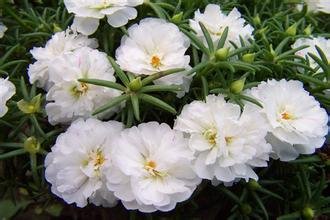 Creative Farmer Flower Seeds : Plants For Stunning Hanging Baskets Portulaca Hybrid Seeds Exotic Variety (2 Packets) Garden Plant Seeds