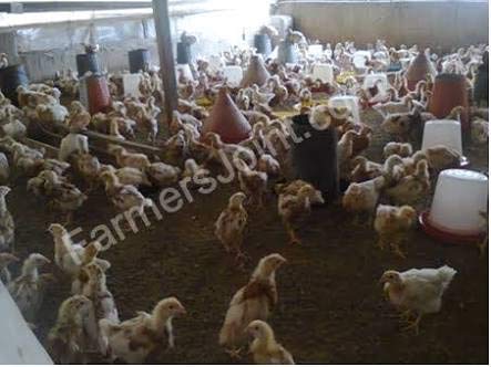 Praish 8 litres Poultry Drinker 5 Praish 8 litres Poultry Drinker - Image 5