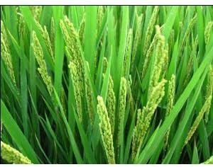Seeds and Things Rice Plant 200 Plus Seeds Organic Fun to Grow by Seeds and Things