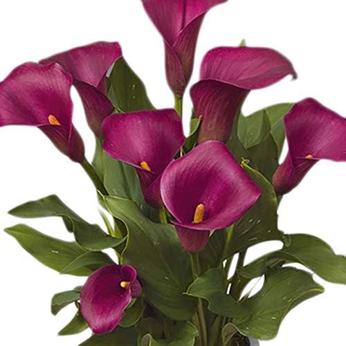 MelysUS 20 PCS Calla Lily Flower Seeds Peace Lily Spathiphyllum, Tabletop Plant, Garden Flower Bonsai Seeds Flowers