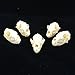 fox Skull Taxidermy supplies art bone vet medicine 1:1