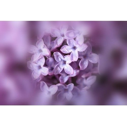 Be Seduced Lilac - 3313 - Candle & Soap Fragrance Oil - High Performance Supply - 16 Oz (1 lb) - Free Expedited Shipping