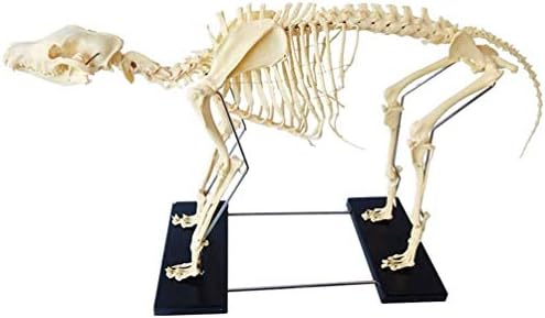 大型犬犬動物の骨格標本解剖モデル 研究 ディスプレイ 教育のため 10