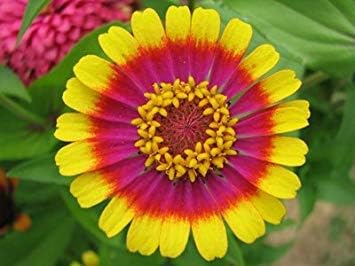 Cushy Seed Confezione Circo Act Zinnia Fiore Amazon It Giardino E Giardinaggio