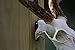 New Age Head Honcho European Mount 1 Pack for Whitetail Deer Mule Deer Antelope Coyote Euro Mount Skull Hangers for Indoor and Outdoor Use (3 Pack)