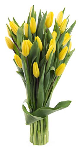 Blooms2Door Valentine's Day Favorite: 20 Yellow Tulips (Farm-Fresh Flowers, Cut-to-Order, and Homegrown in the USA)