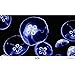 GloFish 19025 Aquarium Background, Jellyfish/Anemone