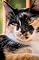Livro A Gata Malhada