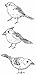 Hero Arts LP169 Mounted Rubber Stamps, Woodblock Stamps Set - Bird Trio