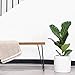 PEACH & PEBBLE 10 Inch White Ceramic Planter. Classic Cylinder Plant Pot for House Plants and Indoor Plants (Drainage + Stopper Included).