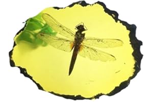 BETENSH Amber Fossils Insect Samples Artificial Amber Insect Specimen Pendant Stone Decoration Crystal Samples Collection Science Education Dragonflies, Cicadas, Scorpions, Butterflies (Dragonflies)
