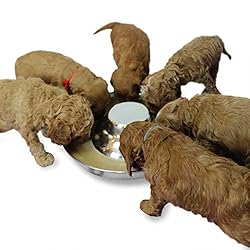 Podinor Stainless Steel Puppy Dog Bowls, Pets