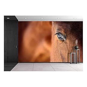 Eye of Arabian Bay Horse - Removable Wall Mural | Self-Adhesive Large Wallpaper - 66x96 inches