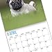 unp 2020 Pug Puppies Wall Calendar by Bright Day, 16 Month 12 x 12 Inch, Cute Dogs Puppy Animals Adorable Canine