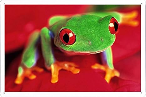 Amazon Co Jp カエルの目の色鮮やかのティンサイン 金属看板 ポスター Tin Sign Metal Poster Of Frog Eyes Color Bright ホーム キッチン