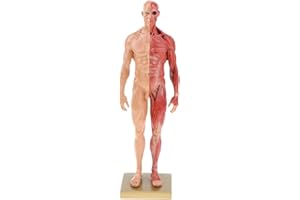 BONEW 30CM Male and Female Resin Human Anatomical Anatomy Skull Head Body Model Muscle Bone Model Medical Lab Reference Model Red (Male)