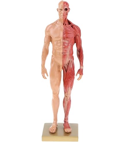 Amazon.com: 3dtotal Male Anatomy Figure: 11-inch Anatomical