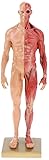BONEW 30CM Male and Female Resin Human Anatomical