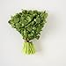 Cilantro, 1 Bunch