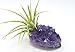 Tillandsia Air Plant and Purple Amethyst Crystal Healing Cluster/Terrarium Fairy Garden Stone + Kraft Gift Box