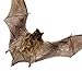 Real Taxidermy Bat | Lesser Bamboo Bat Specimen