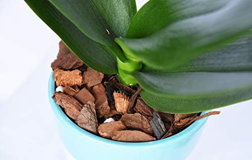 All Natural Orchid Potting Mix 4qts. by Perfect Plants | Hand Mixed in Small Batches | Great for Phalaenopsis of All Kinds