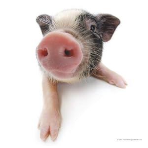 The Pig 2015: Broschürenkalender mit Ferienterminen