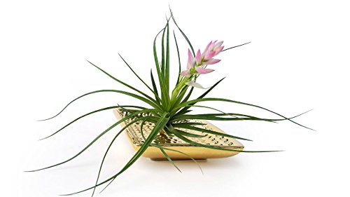 The Drunken Gnome AIR PLANTS - STRICTA HARD - 1 PACK - air purifying flowering tillandsia for terrar - //coolthings.us