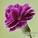 50 MAGENTA CARNATION Dianthus Caryophyllus Chabaud Flower Seeds *Comb S/H