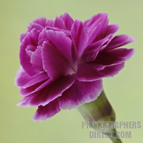 50 MAGENTA CARNATION Dianthus Caryophyllus Chabaud Flower Seeds *Comb S/H 50 MAGENTA CARNATION Dianthus Caryophyllus Chabaud Flower Seeds *Comb S/H