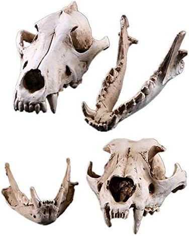 Amazon Co Jp コヨーテ犬の頭蓋骨モデル樹脂オオカミの頭蓋骨レプリカヘッドモデル置物コレクションバー卓上クラフト飾りの装飾 ホーム キッチン