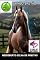 Livro Cavalo Bretão