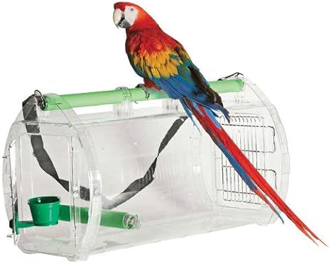 great dane images photos