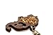Keychain / Keyring Made of Natural Wood and Filled with Genuine Baltic Amber Elephant / Butterfly / Owl / Heart