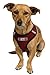 OxGord Pet Control Harness for Dog & Cat Easy Soft Walking Collar, Large, Red