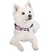 Blueberry Pet 6 Patterns Soft & Comfy Welcoming Spring Rose Flower Prints Girly Padded Dog Collar, Small, Neck 12
