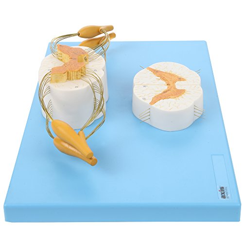 image for Axis Scientific Enlarged Spinal Cord Model | Shows 8X Life Size Nerves